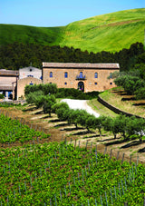 The “Grandi Vigne” of Regaleali