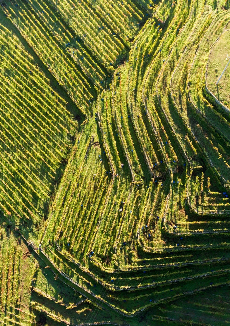 Sicily and Tasca d’Almerita wines at Tascante