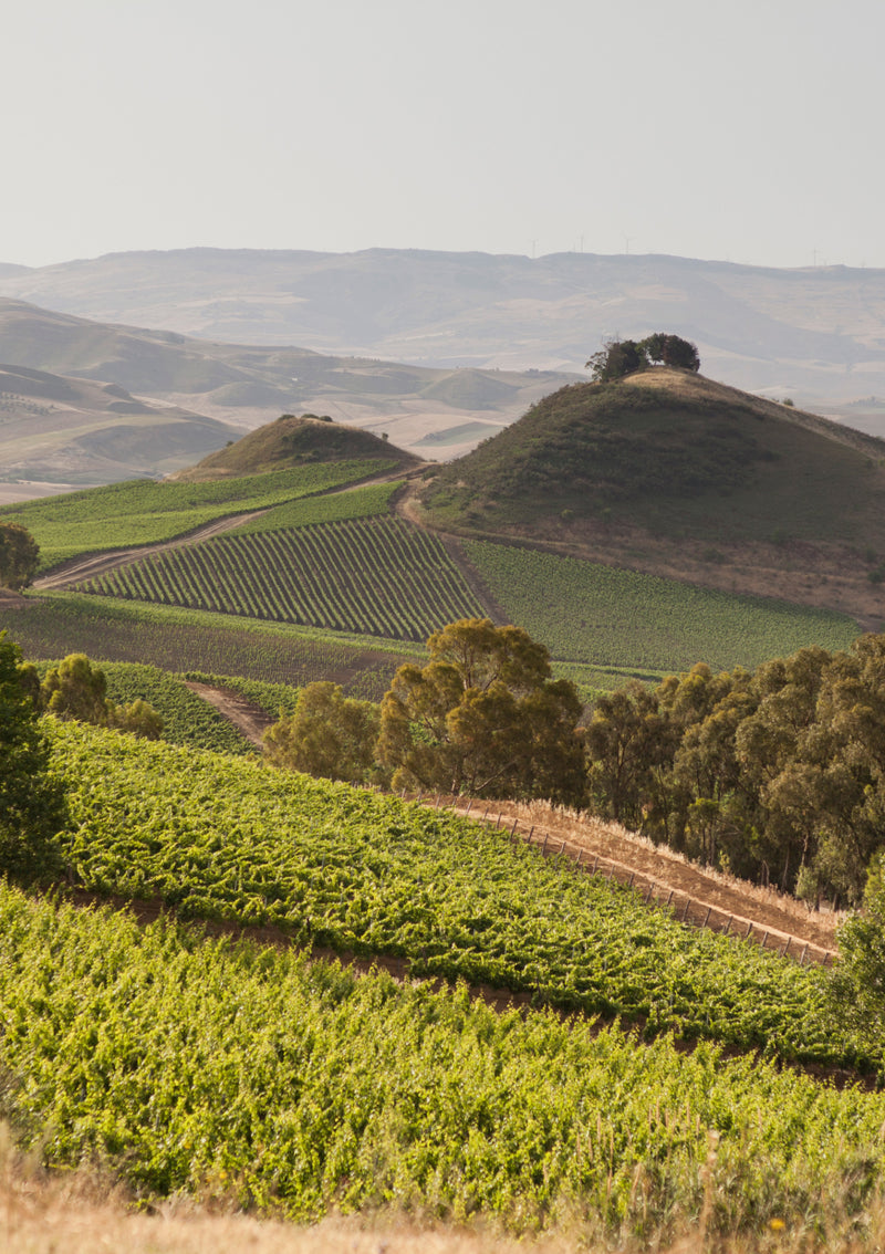 Le Grandi Vigne di Regaleali