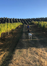 E-Bike Tour & Tasting at Sallier de La Tour