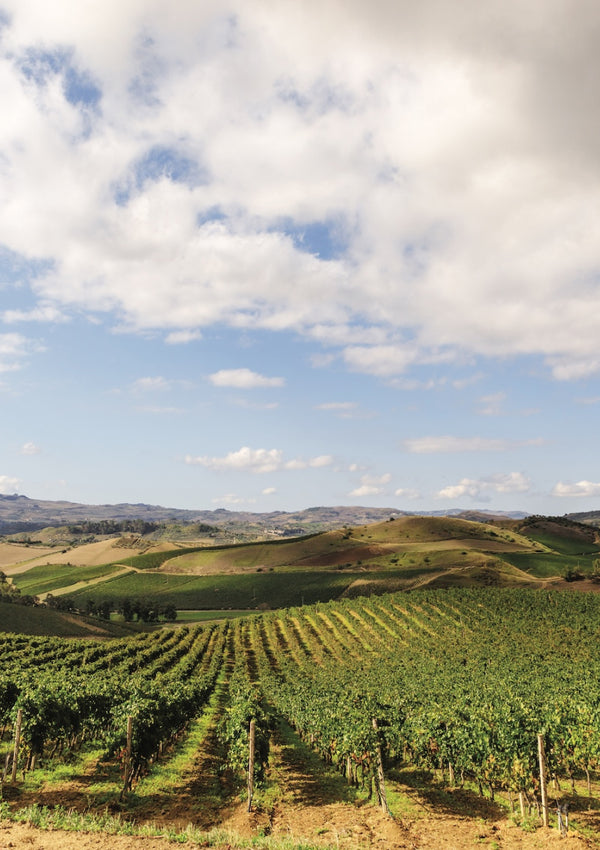 Sicily and Tasca d’Almerita wines at Regaleali